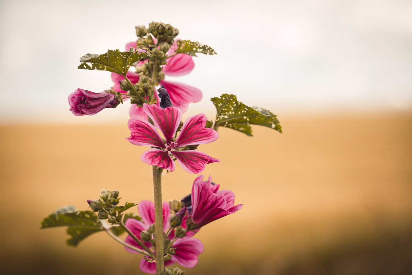 Malva sylvestris - Familie: Malvaceae