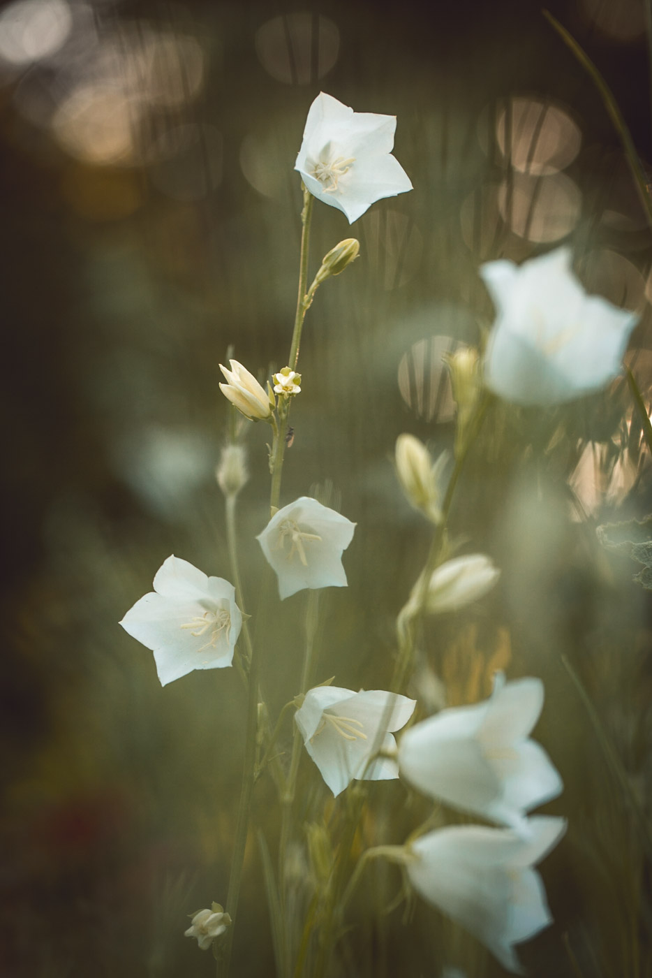 Campanula, Glockenblume - Familie: Campanulaceae