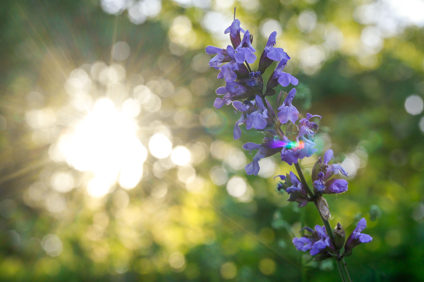 Salvia officinalis - Familie: Lamiaceae 