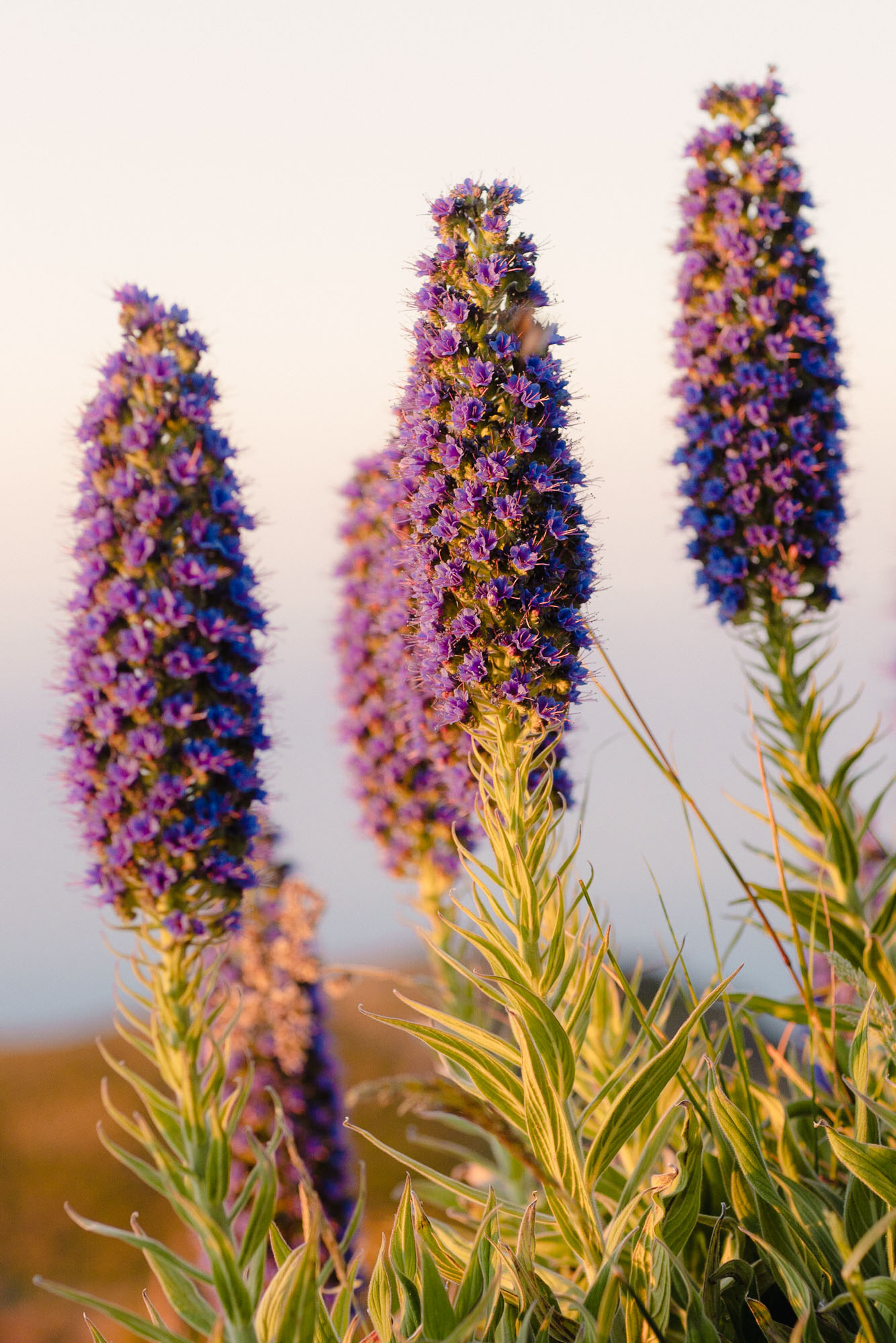 Pride of Madeira (Echium candicans)