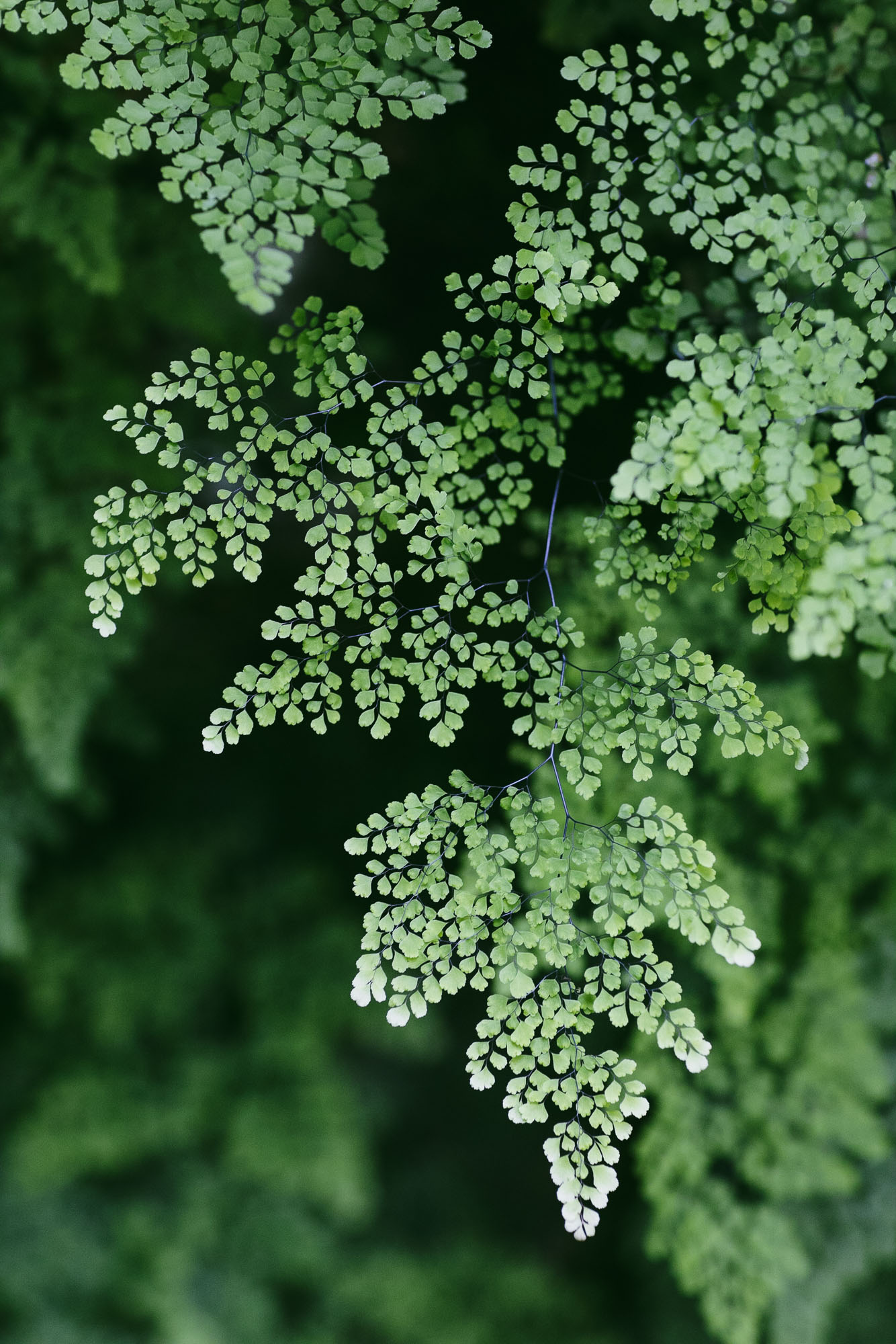 Maidenhair fern (Adiantum)