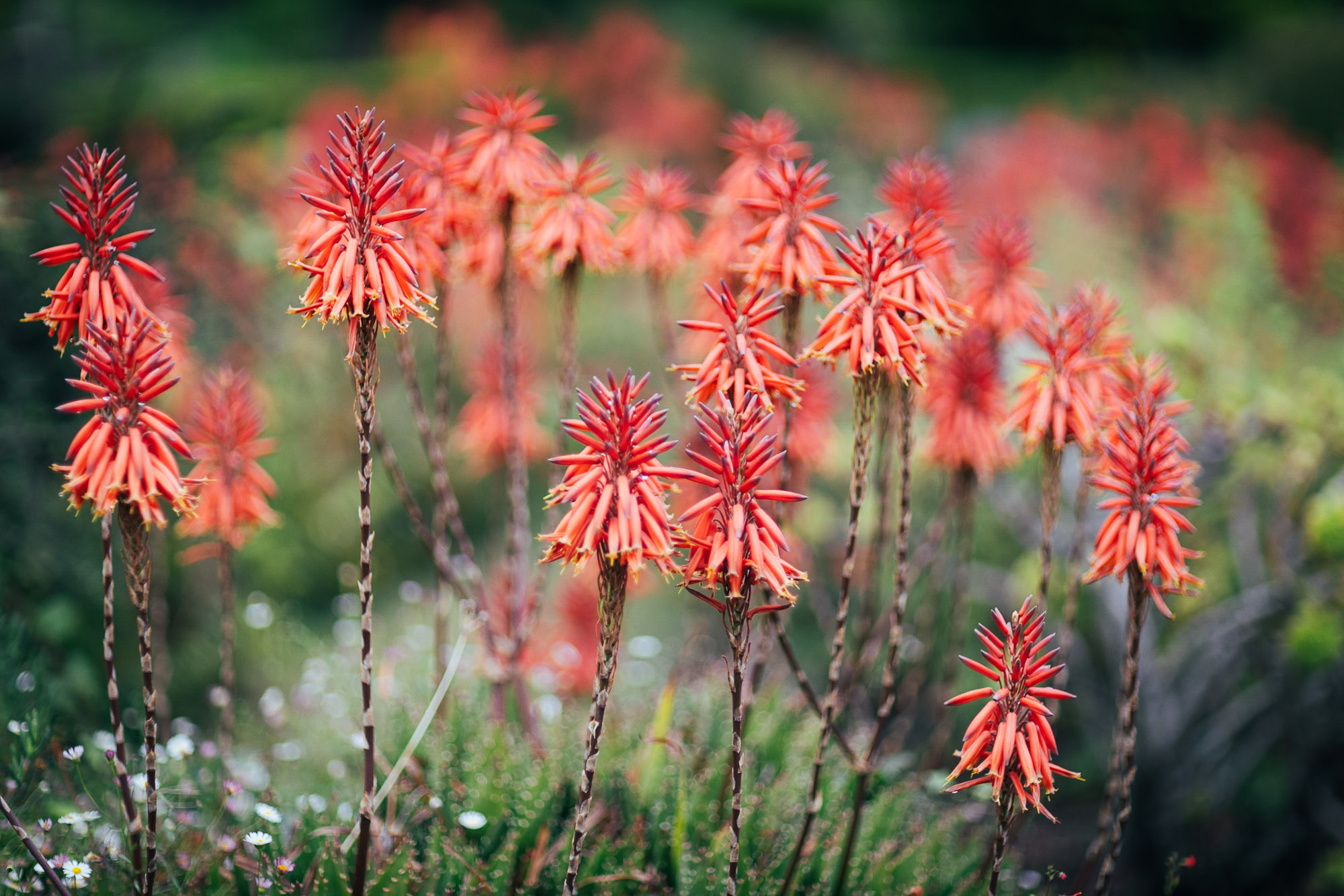 Aloen, Palheiro Gardens, Funchal