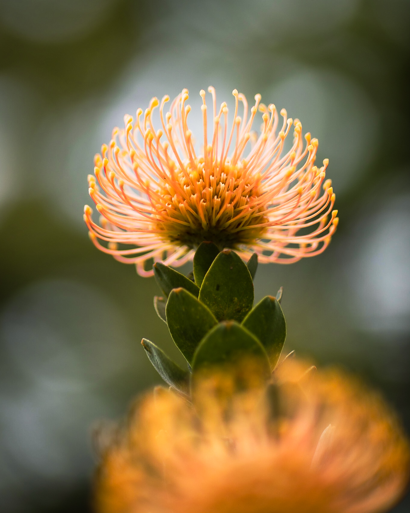 Nadelkissenprotea (Leucospermum)