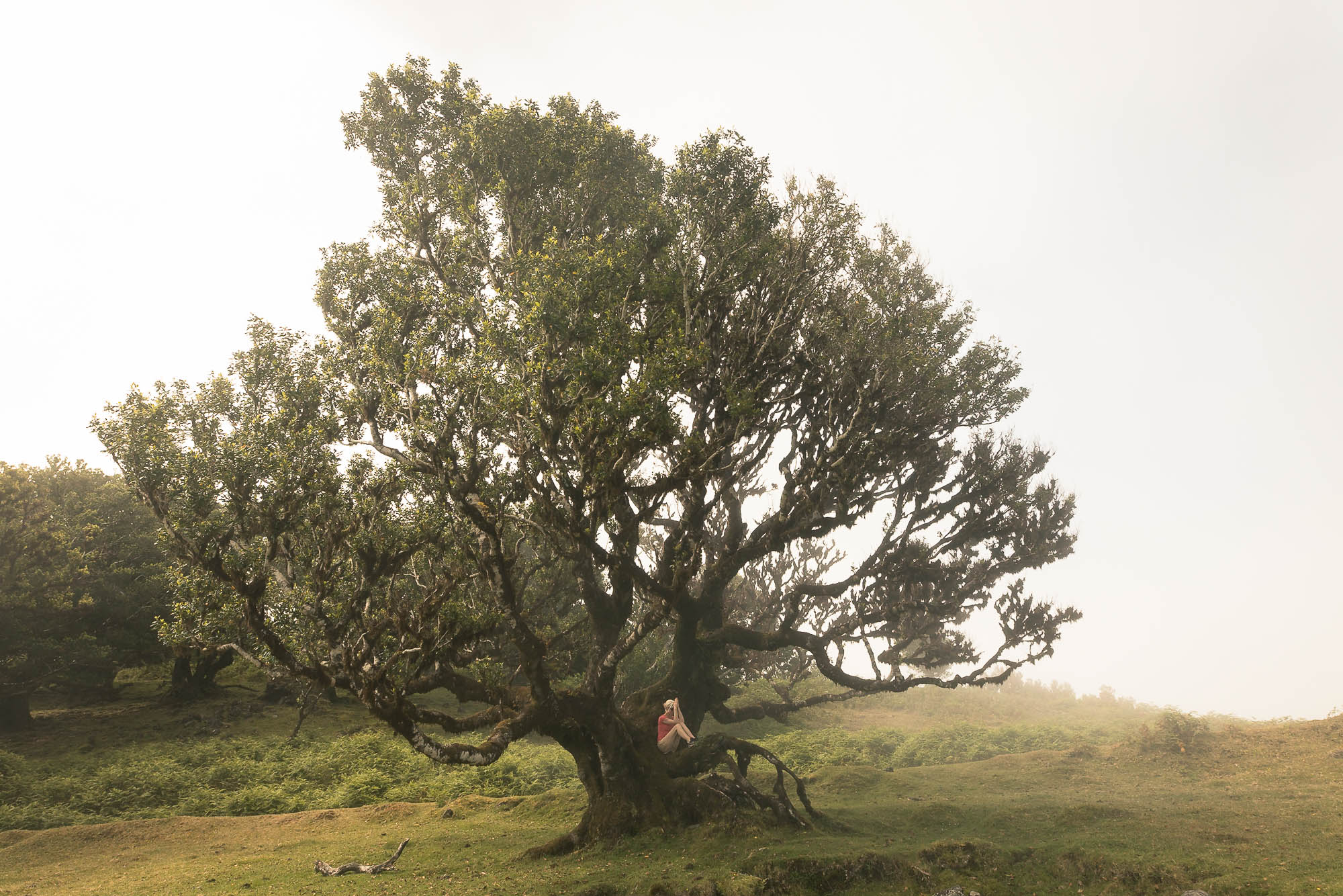 Yoga im mystischen Feenwald, Fanal 