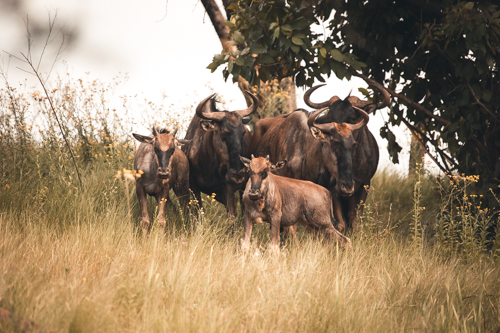 Umgeni Valley Nature Reserve