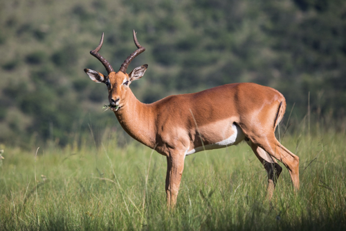 Umgeni Valley Nature Reserve