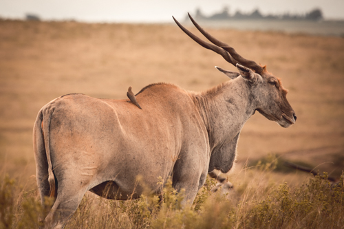 Tala Game Reserve mit Rotschnabel-Madenhacker (Buphagus erythrorhynchus)